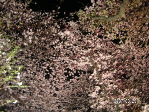 s_PICT0009.jpg